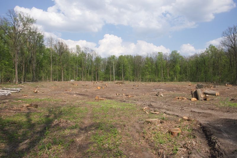 Thicket Clearing in Atlanta, GA